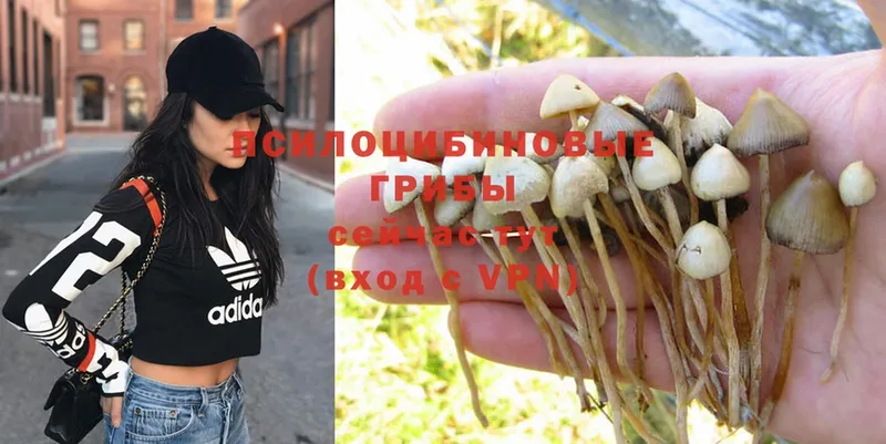 Галлюциногенные грибы MAGIC MUSHROOMS  закладки  Тольятти 